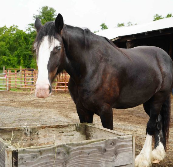 Brown draft horse by feed trough
