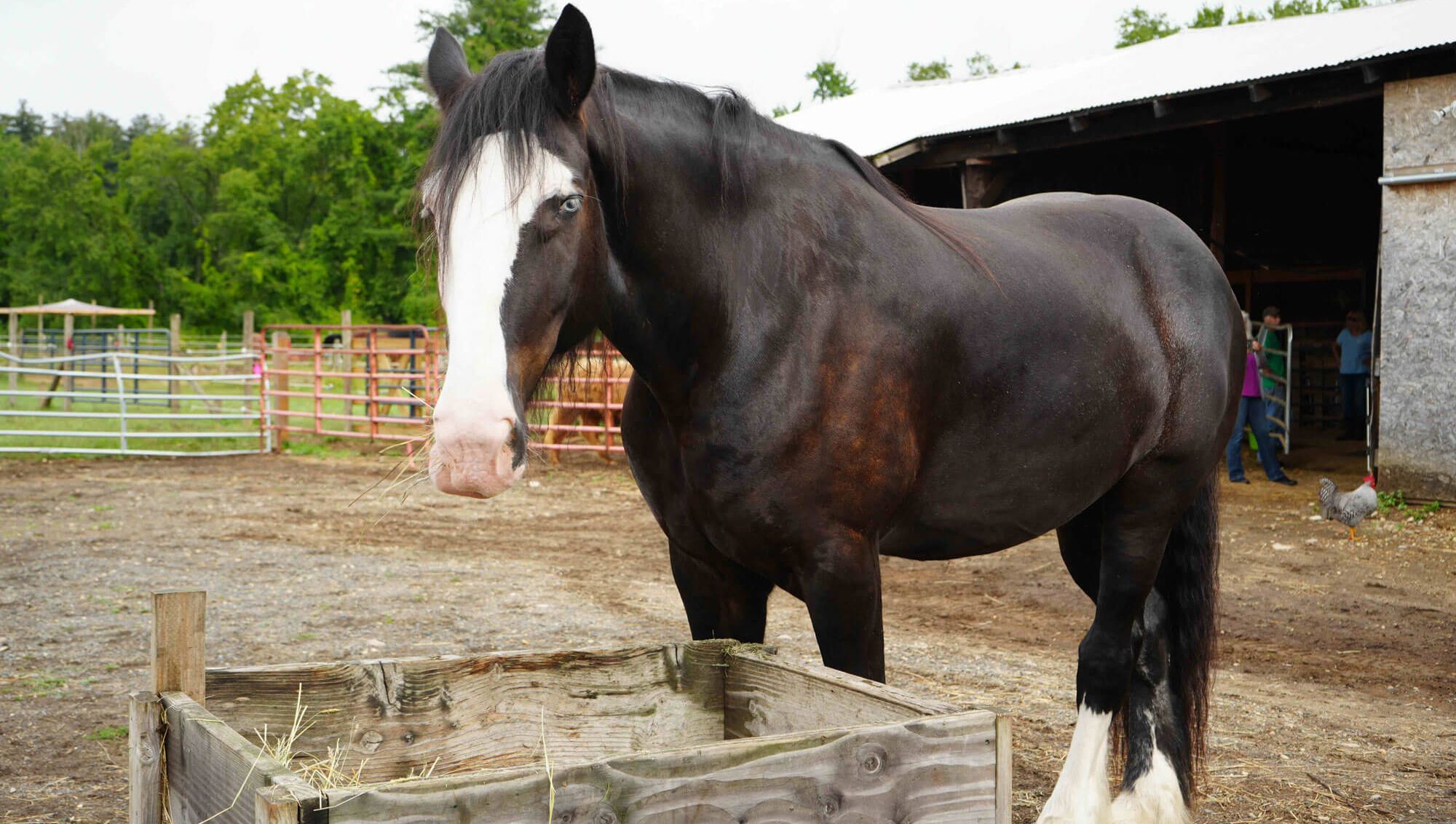 Brown draft horse by feed trough