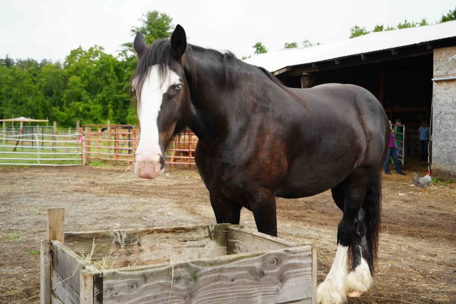 Brown draft horse by feed trough