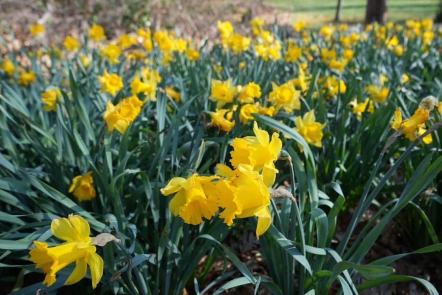 Daffodils growing in the sun