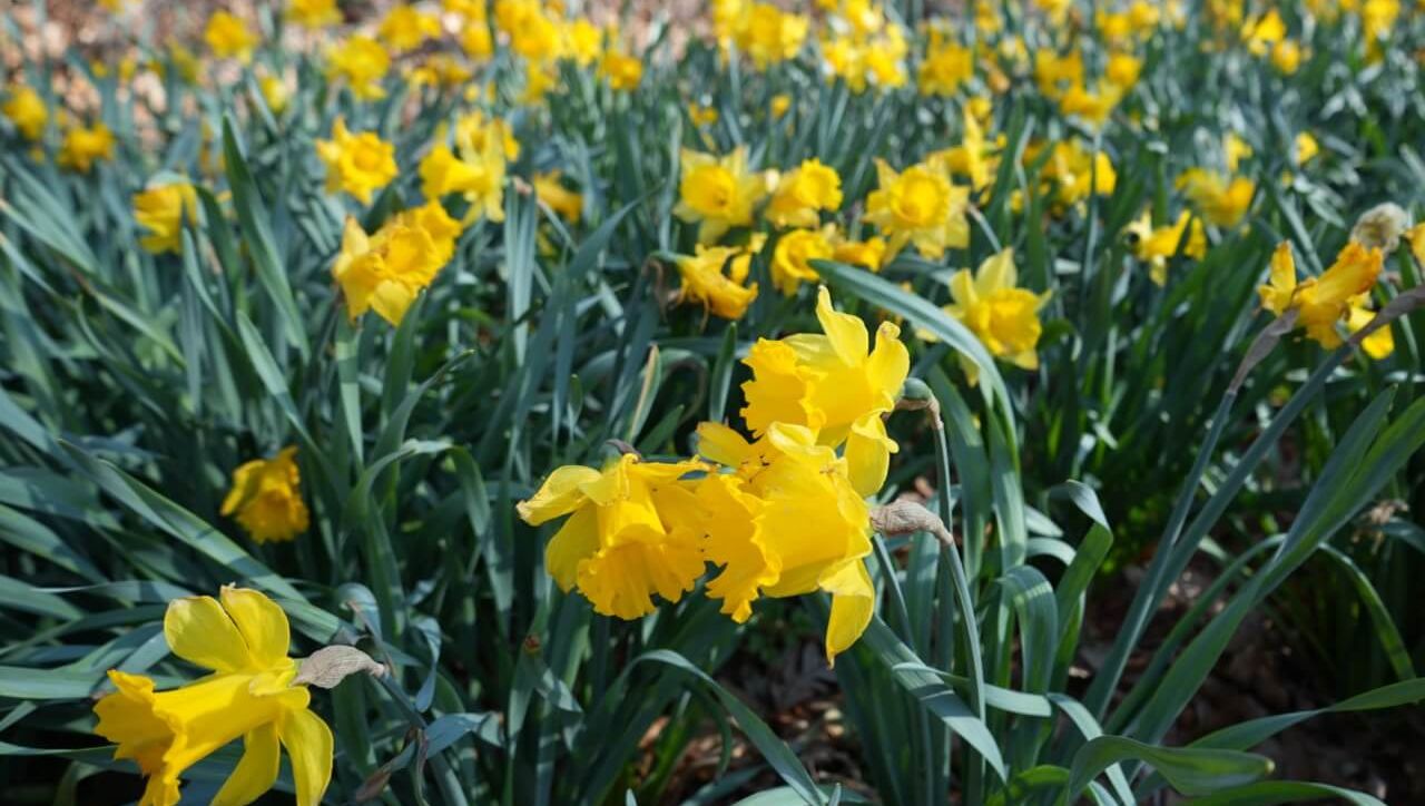 Daffodils growing in the sun