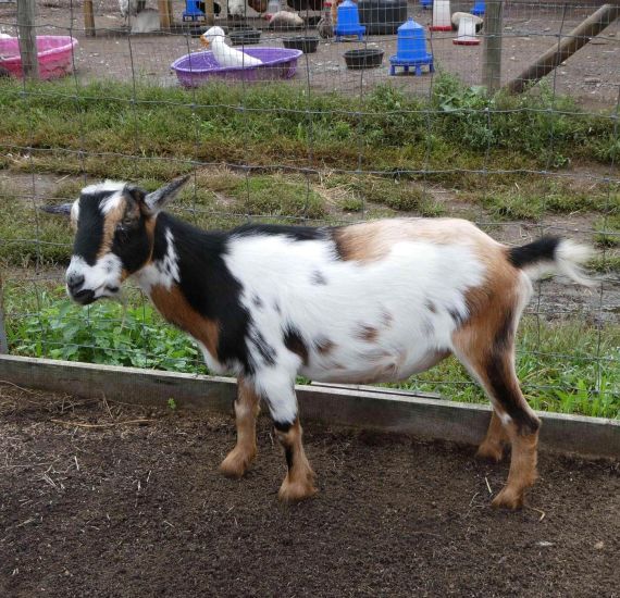 Multi-colored goat in a barnyard